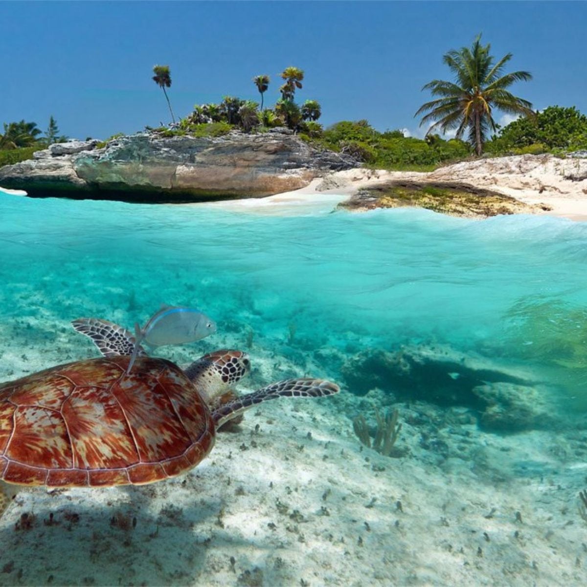 Sea turtle swimming in tropical water